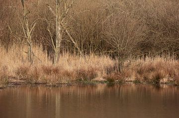 Herfst aan het water van Frank Smedts