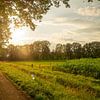 Landweg in het warme avondlicht van Freek Wolsink