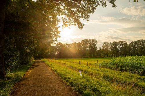 Country road in the warm evening light