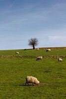 Schapen grazen in Limburgs landschap