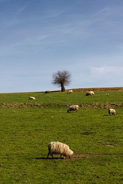 Schapen grazen in Limburgs landschap van Arno Photo