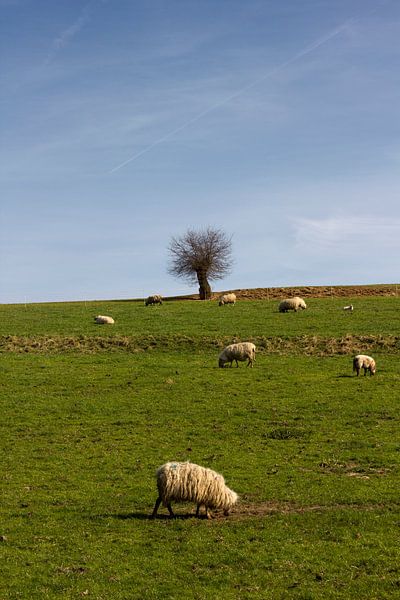 Schapen grazen in Limburgs landschap by Arno Photo