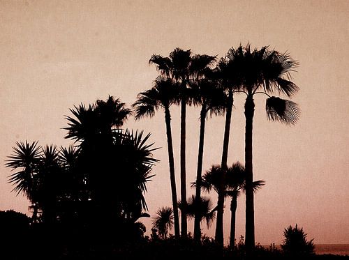 palmtrees red
