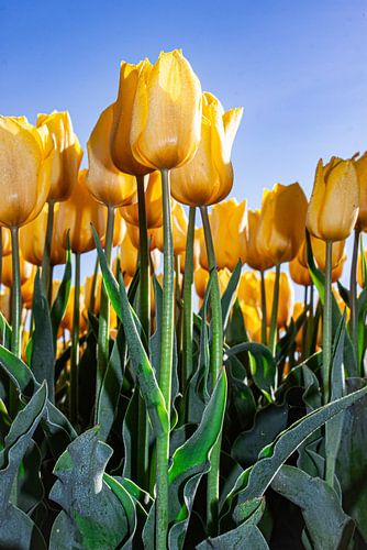 Gele tulpen van het land