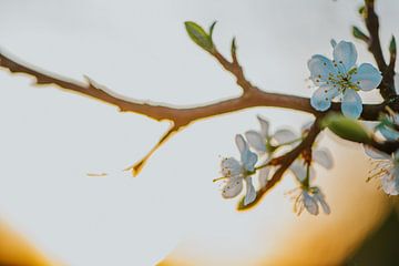 Appelbloesem tijdens het gouden uur. van Nickie Fotografie