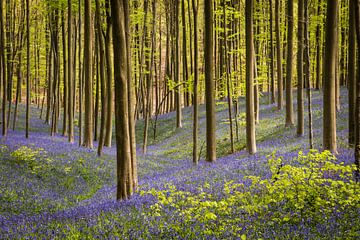 Blue bells blooming in a forest by Kim Claessen