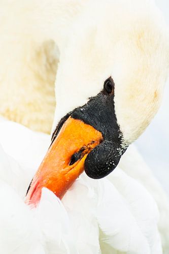 Zwaan in onderhoud - kleur