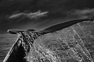 Queue d'un rorqual à bosse (baleine) avec des gouttelettes d'eau sur Anne Ponsen