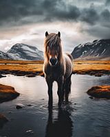Icelandic horse in nature