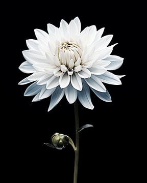 Flower in black and white by Studio Allee