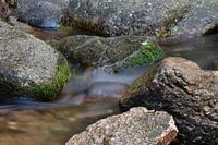 Felsen mit Moos