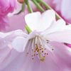 Bloesem. Hanami. Cherry Blossom.003. van George Ino