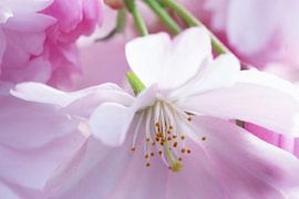 Bloesem. Hanami. Cherry Blossom.003. by George Ino