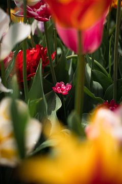 Tulipes sur Lauw Design & Photography