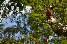 Boom, pad naar boven  by Gera Wijlens