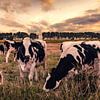 Cows in the Field by Thom Brouwer