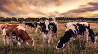 Cows in the Field par Thom Brouwer Aperçu