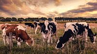 Cows in the Field