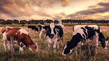 Cows in the Field von Thom Brouwer
