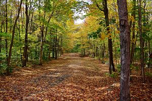 Ein Herbstspaziergang