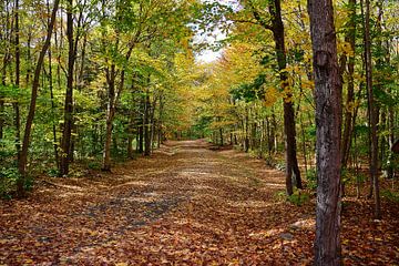 Een herfstwandeling maken van Frank's Awesome Travels