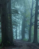Mysterieus bos