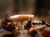 Just a mushroom van Lex Schulte thumbnail