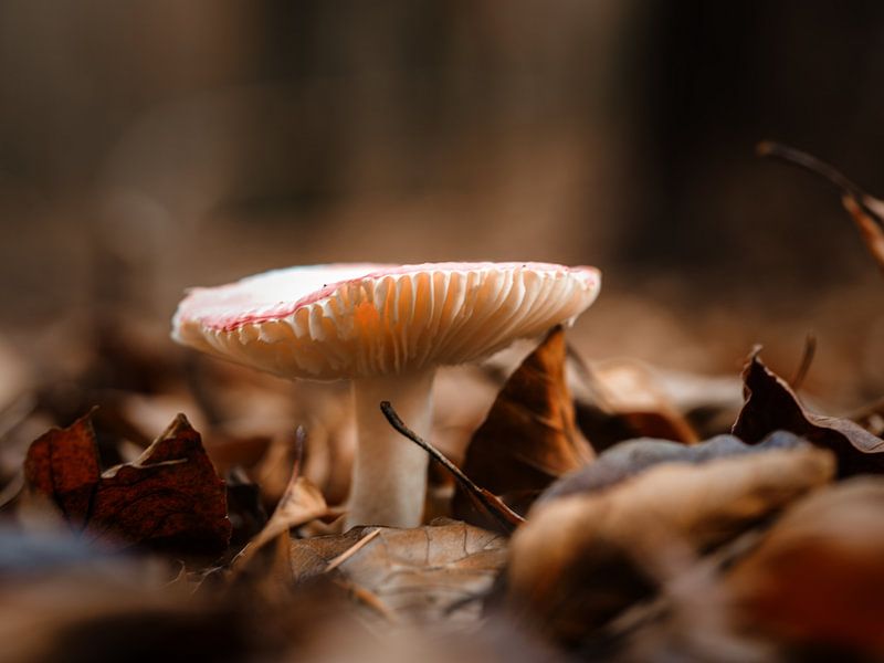 Just a mushroom by Lex Schulte
