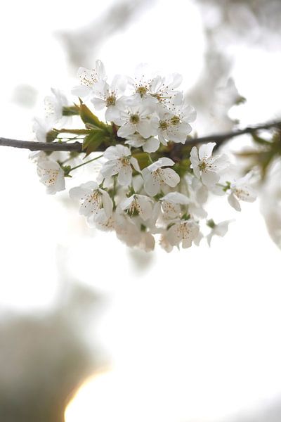 Flowering by Thomas Jäger