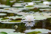 Spiegeling van een witte waterlelie