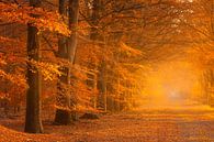 Herfst in volle kleuren in het bos met een mistige sfeer van Bas Meelker thumbnail