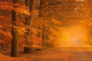 Der Herbst in vollen Farben im Wald mit nebliger Atmosphäre von Bas Meelker