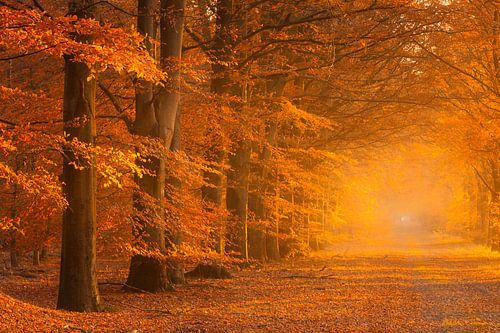 Herfst in volle kleuren in het bos met een mistige sfeer
