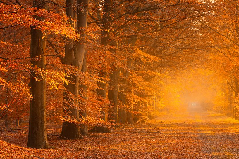 Herfst in volle kleuren in het bos met een mistige sfeer van Bas Meelker