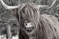 Ein Schwarz-Weiß-Porträt eines Highlanders von Dennisart Fotografie Miniaturansicht