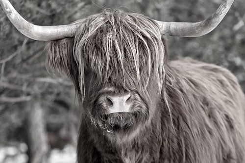 Un portrait en noir et blanc d'un montagnard