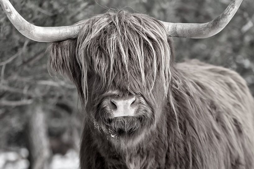 Ein Schwarz-Weiß-Porträt eines Highlanders von Dennisart Fotografie