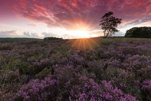 Sunset over Blooming Heath sur Rob Kints