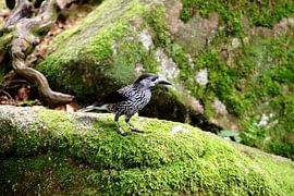 Nussknacker 2 von Paul Emons