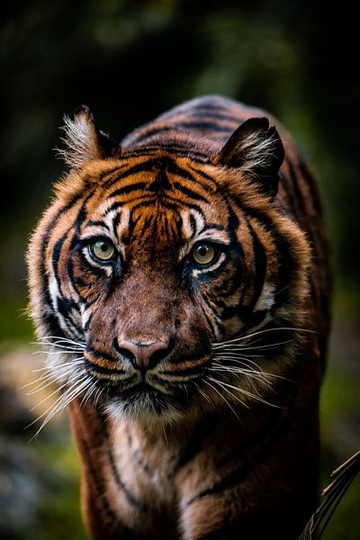 Tiger on the move van Design Wall Arts