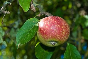 Apfel an einem Baum