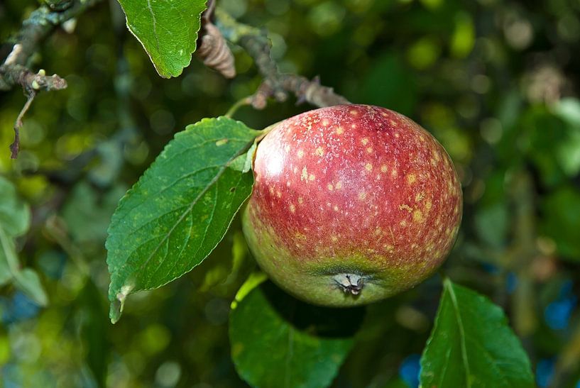 Apfel an einem Baum von Norbert Sülzner