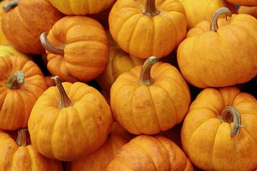 Pumpkin van Annasus Nenolas