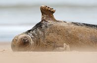 Grijze Zeehond zwaait vanaf het strand van Jeroen Stel thumbnail