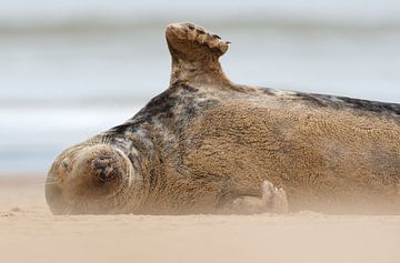 Grijze Zeehond zwaait vanaf het strand van Jeroen Stel