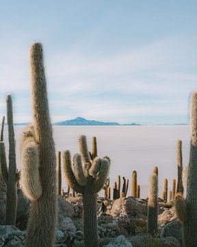 Salar de Uyuni cactus | Bolivia by Felix Van Leusden