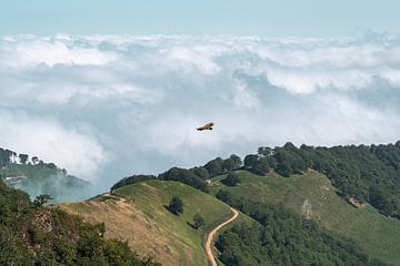 Gier zweeft boven de bergen in Frankrijk van Martijn Joosse
