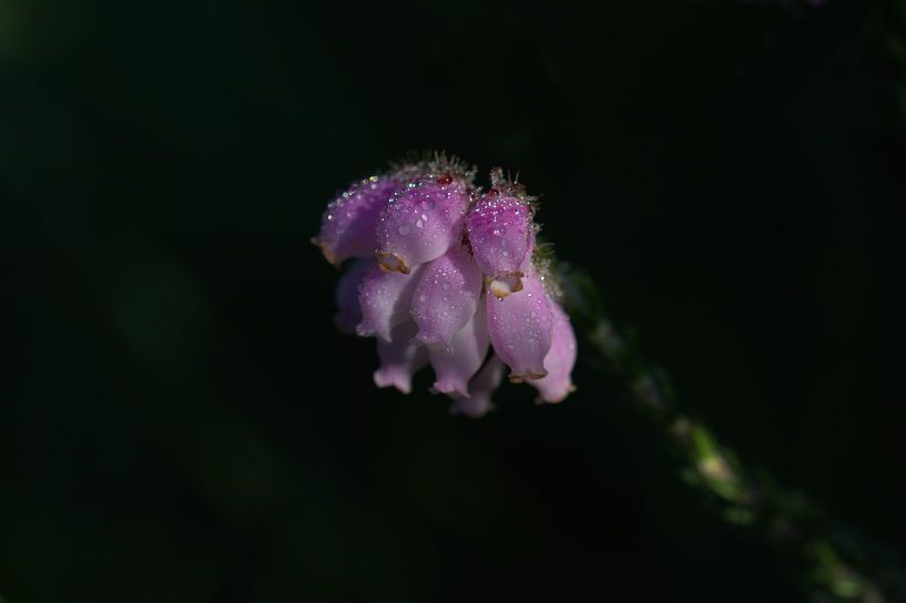 gewone dopheide by Jeroen Grit