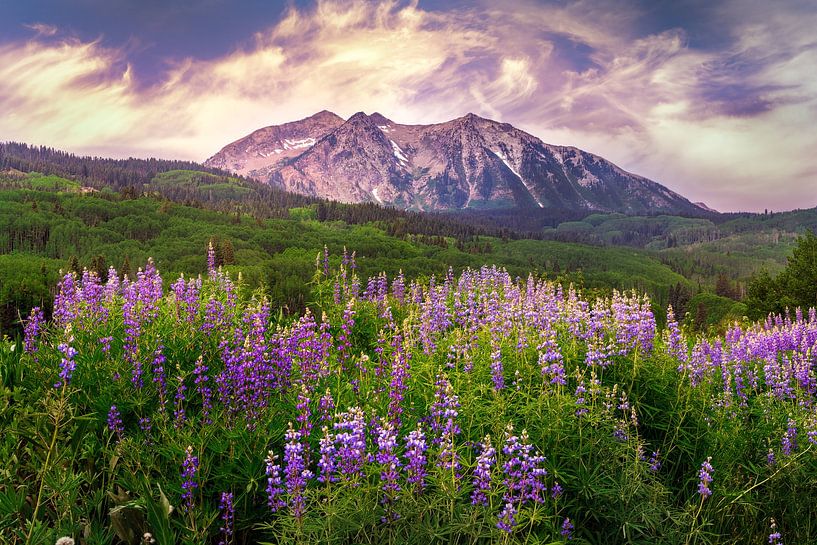 Kebler Pass Wildblumen-Landschaftsdruck - Colorado Mountain Photography von Daniel Forster