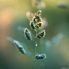Zierliches Schilfgras von Linda de Klein